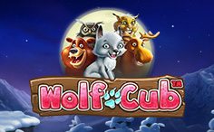Wolf Cub Best Slots Bonus Game